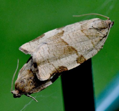 Choristoneura hebenstreitella